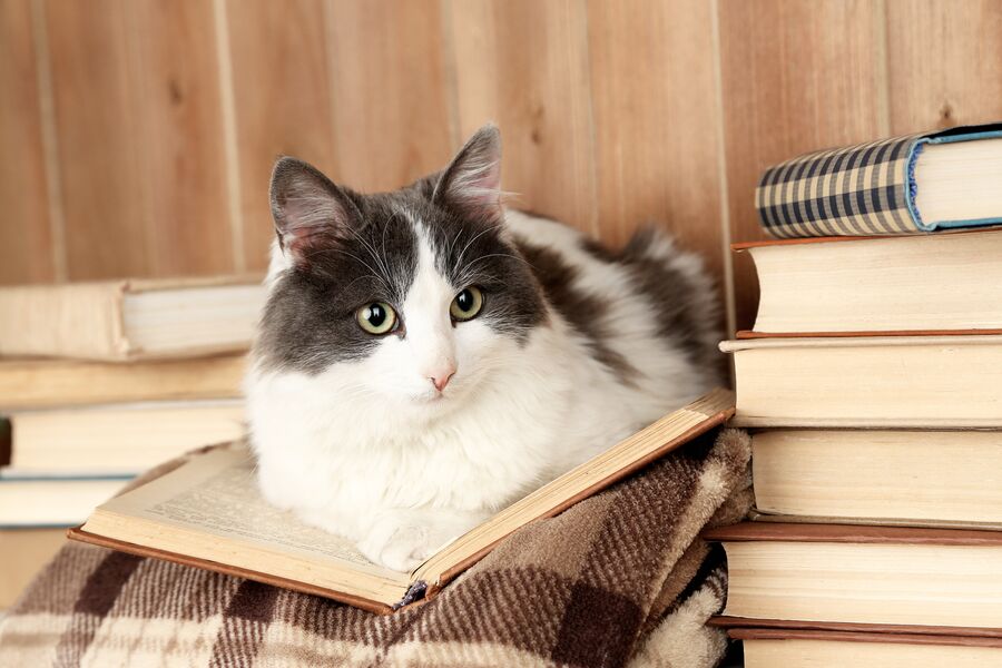Кот с книжкой Кот с книжкой
