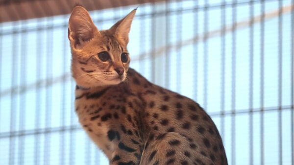 Котенок породы саванна F1 на выставке самых редких домашних кошек в Ботаническом саду МГУ Аптекарский огород