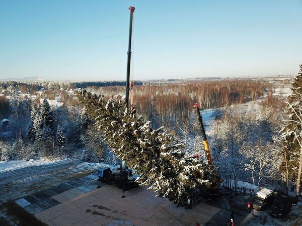 Рубка главной новогодней ели страны в Московской области Рубка главной новогодней ели страны в Московской области