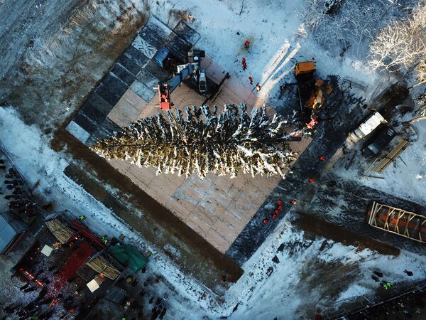 Рубка главной новогодней ели страны в Московской области Рубка главной новогодней ели страны в Московской области