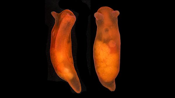 Морской слизень Vayssierea elegans Морской слизень Vayssierea elegans