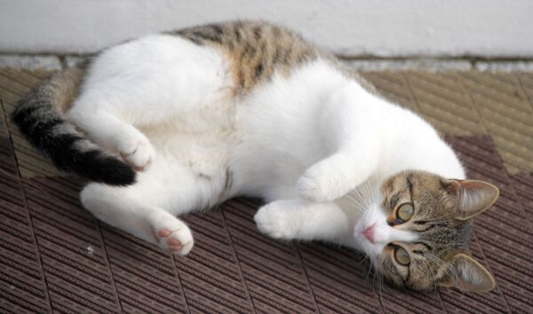 Кошка Кошка