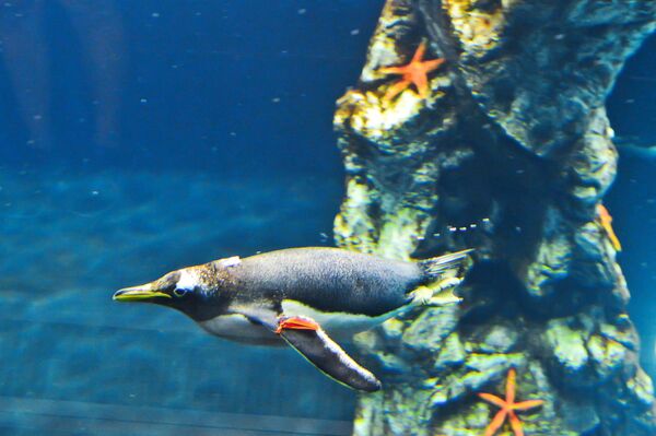 Пингвин под водой в пингвинарии Лоро Парка (Loro Parque) на Тенерифе Пингвин под водой в пингвинарии Лоро Парка (Loro Parque) на Тенерифе