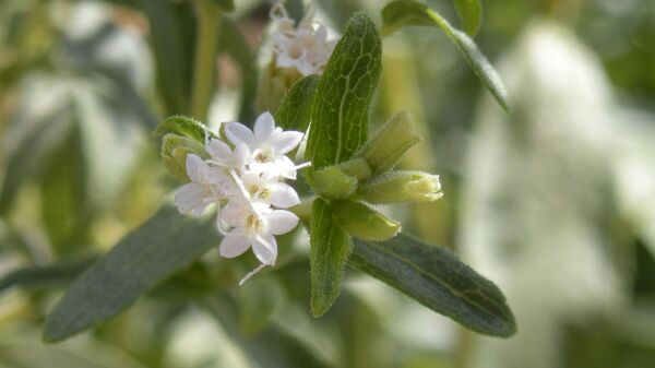 Стевия (Stevia rebaudiana) Стевия (Stevia rebaudiana)