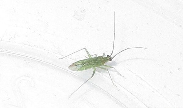 Растительный клоп рода Macrolophus Растительный клоп рода Macrolophus