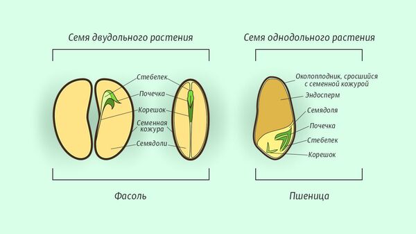 Строение однодольного и двудольного семени Строение однодольного и двудольного семени