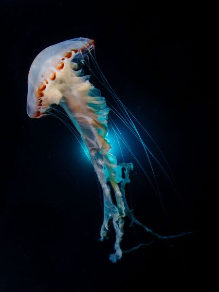 Работа победителя конкурса фотографии 2018 Ocean Art Underwater Photo Contest Работа победителя конкурса фотографии 2018 Ocean Art Underwater Photo Contest