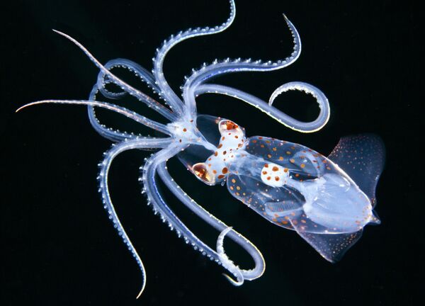 Работа победителя конкурса фотографии 2018 Ocean Art Underwater Photo Contest Работа победителя конкурса фотографии 2018 Ocean Art Underwater Photo Contest