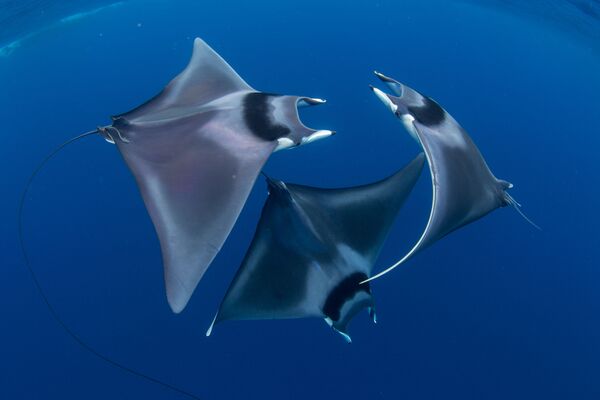 Работа победителя конкурса фотографии 2018 Ocean Art Underwater Photo Contest Работа победителя конкурса фотографии 2018 Ocean Art Underwater Photo Contest