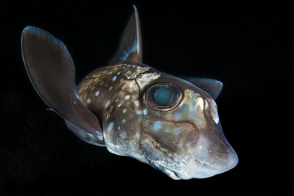 Работа победителя конкурса фотографии 2018 Ocean Art Underwater Photo Contest Работа победителя конкурса фотографии 2018 Ocean Art Underwater Photo Contest