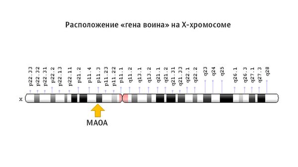 Расположение гена воина на X-хромосоме Расположение гена воина на X-хромосоме