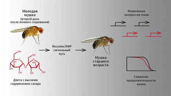 Диета с высоким содержанием сахара меняла экспрессию гена dFOXO у дрозофил, из-за чего сокращалась продолжительность их жизни. Диета с высоким содержанием сахара меняла экспрессию гена dFOXO у дрозофил, из-за чего сокращалась продолжительность их жизни.