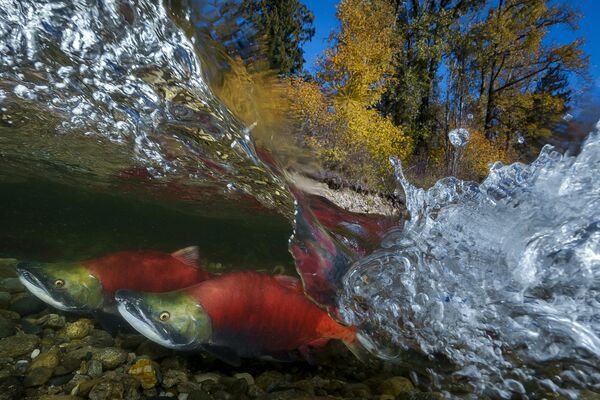 Yung-sen Wu. Первое место национальной номинации фотоконкурса Sony World Photography Awards 2019 Yung-sen Wu. Первое место национальной номинации фотоконкурса Sony World Photography Awards 2019