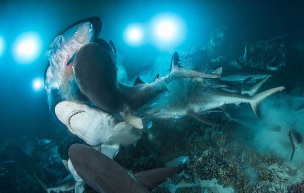 Richard Barnden. Underwater Photographer of the Year 2019 Richard Barnden. Underwater Photographer of the Year 2019