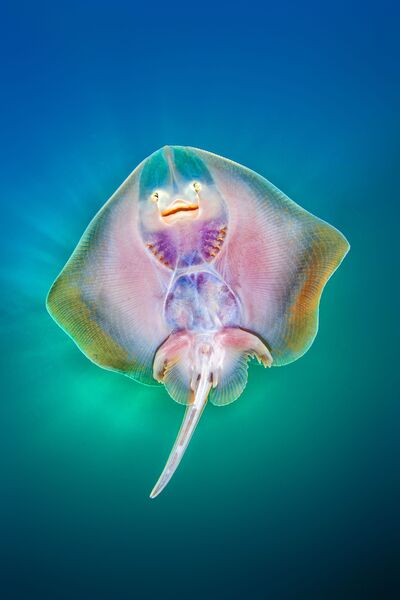 Nicholas Samaras. Underwater Photographer of the Year 2019 Nicholas Samaras. Underwater Photographer of the Year 2019