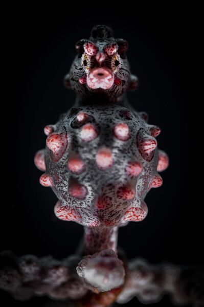 Nicholas More. Underwater Photographer of the Year 2019 Nicholas More. Underwater Photographer of the Year 2019