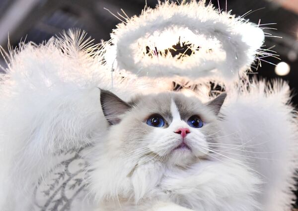 Кошка породы рэгдолл в костюме белого ангела участвует в конкурсе Кошка в одежке на выставке Кэтсбург Кошка породы рэгдолл в костюме белого ангела участвует в конкурсе Кошка в одежке на выставке Кэтсбург