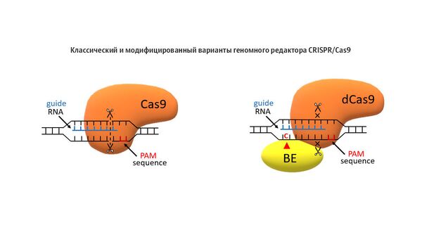 Классический и модифицированный варианты геномного редактора CRISPR/Cas9 Классический и модифицированный варианты геномного редактора CRISPR/Cas9
