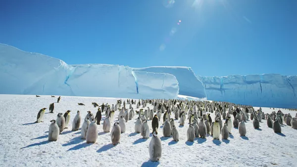 Колония императорпских пингвинов в Антарктиде