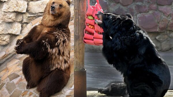 В Московском зоопарке проснулись медведи