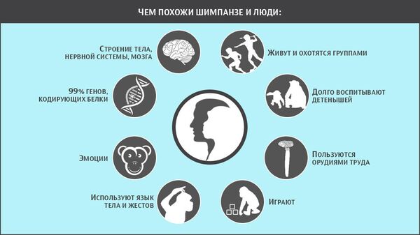Чем похожи шимпанзе и люди Чем похожи шимпанзе и люди