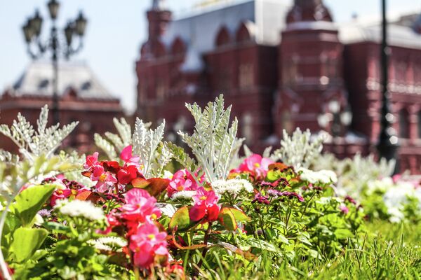 Цветники в Москве Цветники в Москве