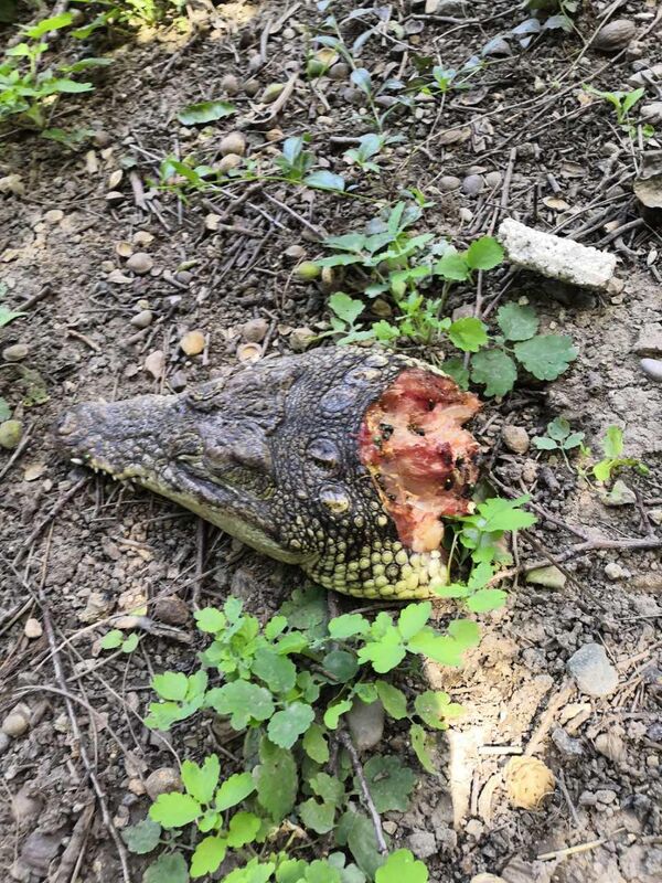 Голова крокодила обнаружена во дворе многоквартирного жилого дома по ул. Воровского в Симферополе, Крым Голова крокодила обнаружена во дворе многоквартирного жилого дома по ул. Воровского в Симферополе, Крым