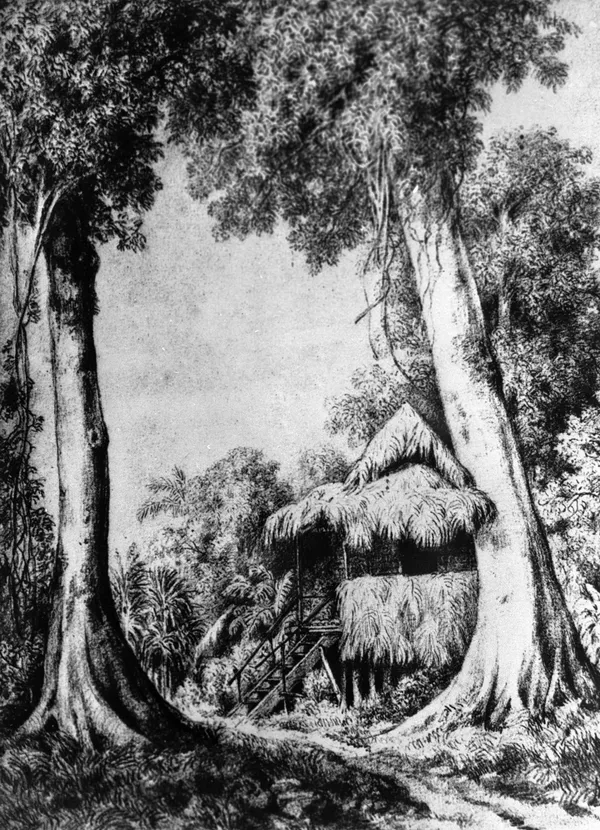 Репродукция рисунка с
изображением хижины, в которой жил Николай Миклухо-Маклай в Новой Гвинее Репродукция рисунка с изображением хижины, в которой жил Николай Миклухо-Маклай в Новой Гвинее