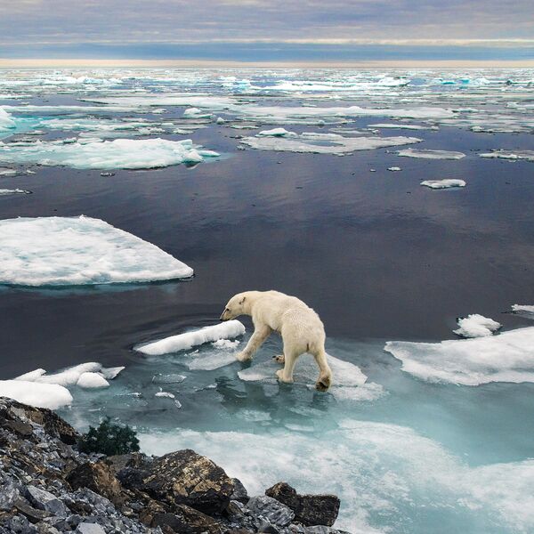 Фото, опубликованное Greenpeace России в рамках проекта EarthApp Фото, опубликованное Greenpeace России в рамках проекта EarthApp