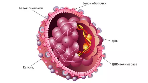 Структура вируса гепатита В
