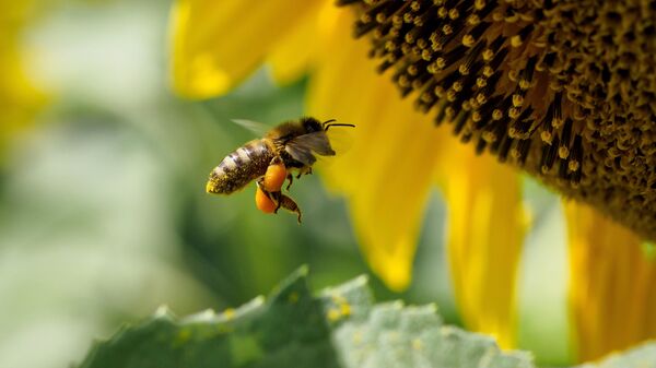 Пчела на цветке подсолнечника