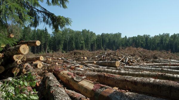 Эксперты рассказали о сокращении площади лесов в мире