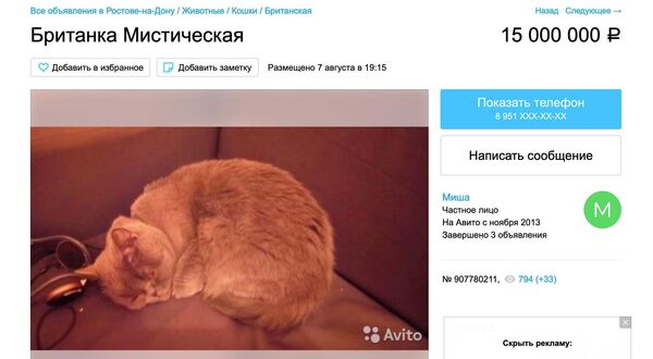 Объявление о продаже кошки на сайте Avito Объявление о продаже кошки на сайте Avito
