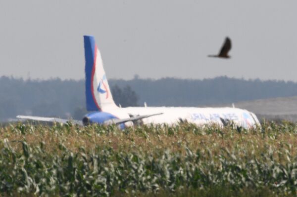 Самолет Airbus А321 авиакомпании Уральские авиалинии в кукурузном поле в районе деревни Рыбаки в Раменском районе Московской области Самолет Airbus А321 авиакомпании Уральские авиалинии в кукурузном поле в районе деревни Рыбаки в Раменском районе Московской области