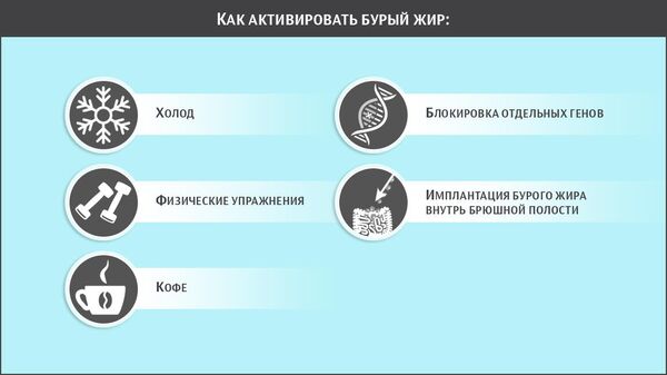 Что активирует бурый жир Что активирует бурый жир