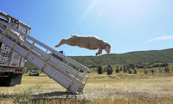 Овцы выпрыгивают из фургона на фестивале Soldier Hollow Classic Sheepdog Championship в штате Юта, США Овцы выпрыгивают из фургона на фестивале Soldier Hollow Classic Sheepdog Championship в штате Юта, США