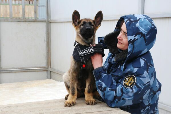 Щенок по кличке Тайсон примеряет шлейку взрослой собаки Щенок по кличке Тайсон примеряет шлейку взрослой собаки