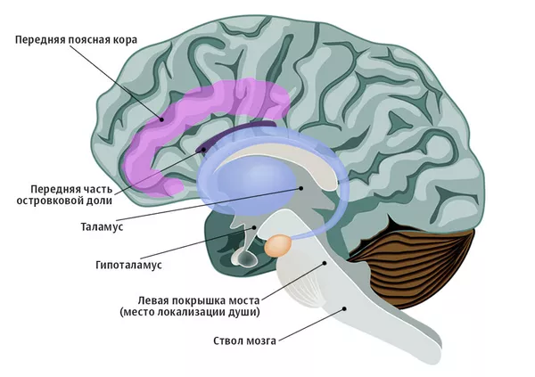 Система в мозге, которая активирует пробуждение и сознание