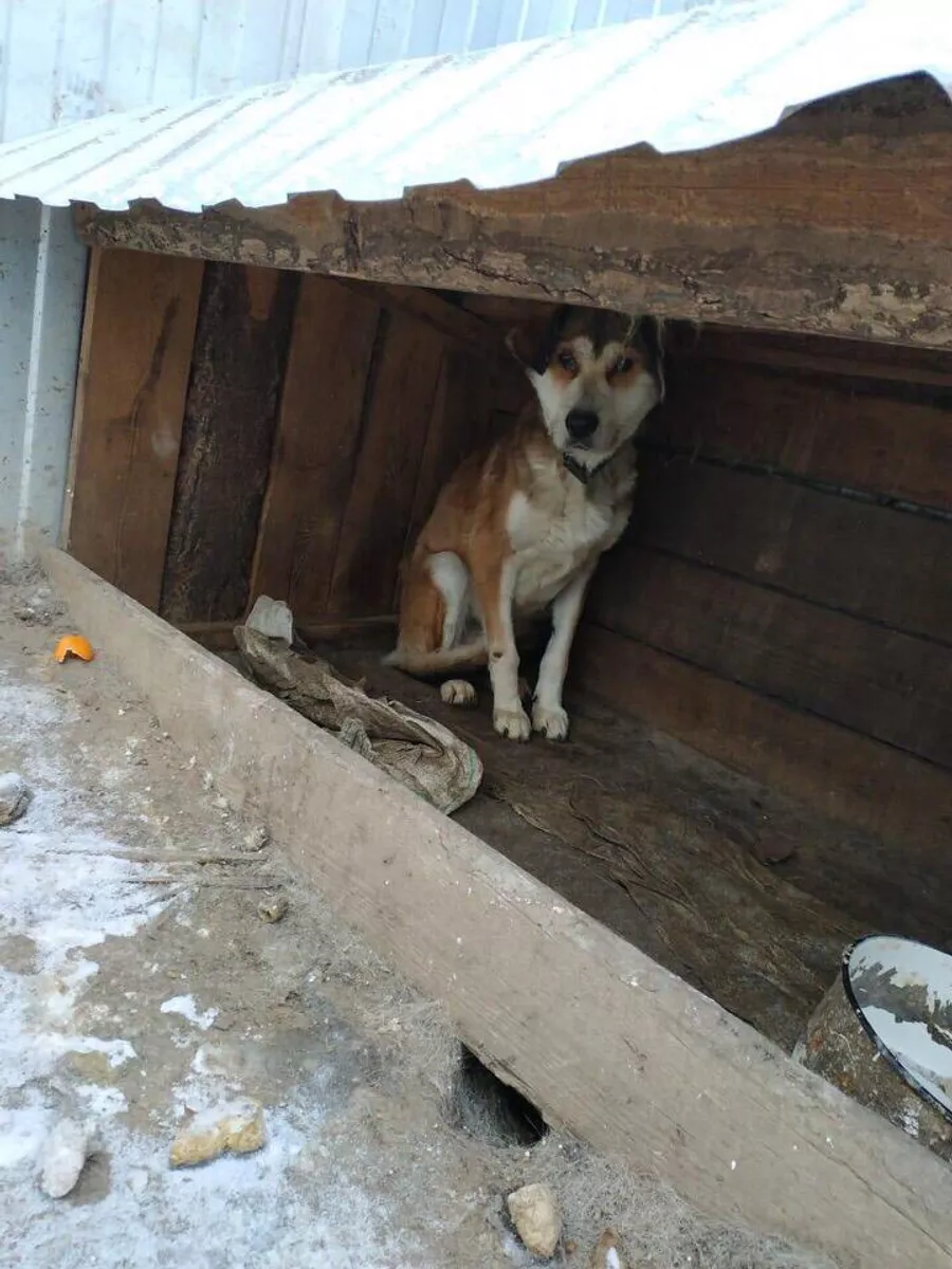 Собака, выжившая в приюте Дружок в Амурской обалсти
