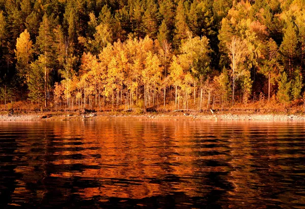 Осенняя сибирская тайга на берегу Бирюсинского залива Красноярского водохранилища