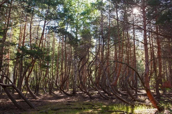Участок аномального леса (пьяный лес) в окрестностях села Тырново в Шиловском районе Рязанской области