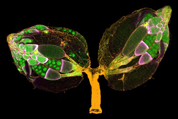 Dr. Yujun Chen & Dr. Jocelyn McDonald. Работа победителя конкурса фотомикрографии 2019 Nikon’s Small World Dr. Yujun Chen & Dr. Jocelyn McDonald. Работа победителя конкурса фотомикрографии 2019 Nikon’s Small World