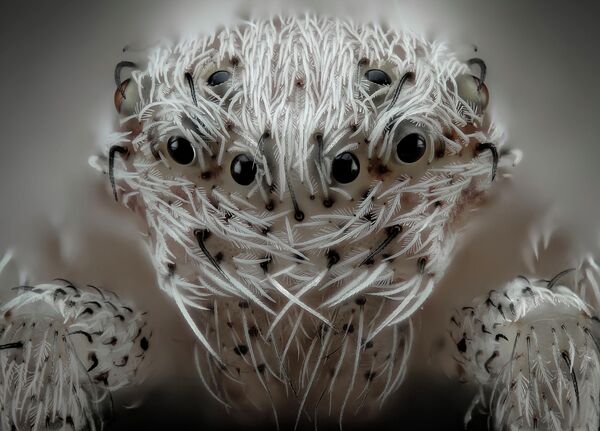 Javier Rupérez. Работа победителя конкурса фотомикрографии 2019 Nikon’s Small World Javier Rupérez. Работа победителя конкурса фотомикрографии 2019 Nikon’s Small World