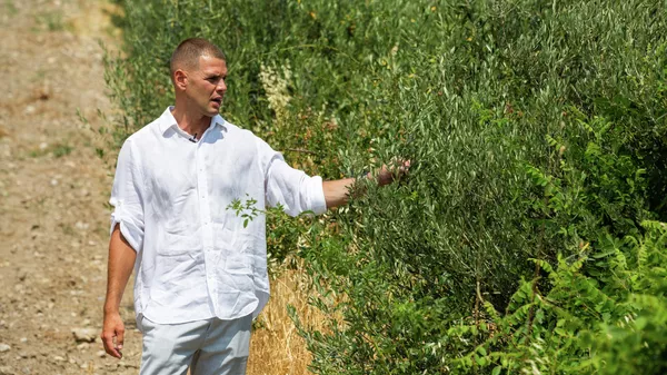 Оливковая роща в Крыму (Форос)