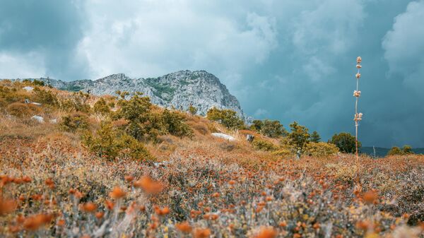 Оливковая роща в Крыму (Форос) Оливковая роща в Крыму (Форос)
