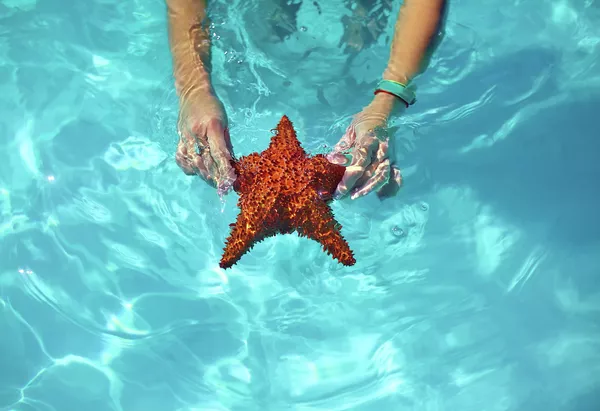 Доминикана. Морская звезда в руках туриста у острова Саона