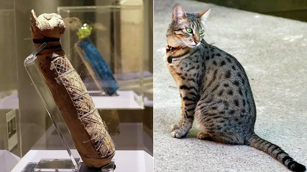 ÐоÑка египеÑÑÐºÐ°Ñ Ð¼Ð°Ñ