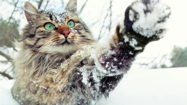 Кошка играет в снегу