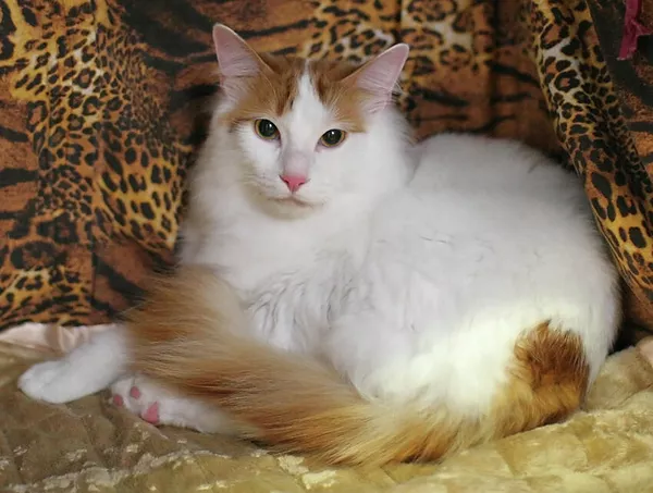 Кошка породы турецкий ван