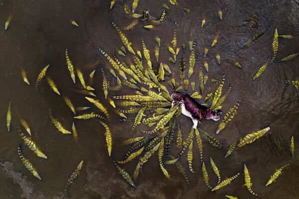 Ignacio Medem Seghers. Работа победителя конкурса GDT European Wildlife Photographer of the Year 2019 Ignacio Medem Seghers. Работа победителя конкурса GDT European Wildlife Photographer of the Year 2019